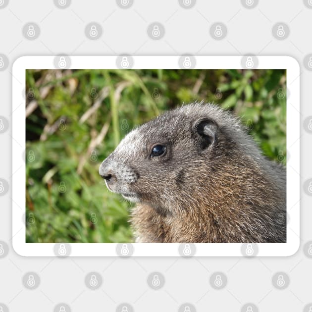 Young hoary marmot Sticker by SDym Photography